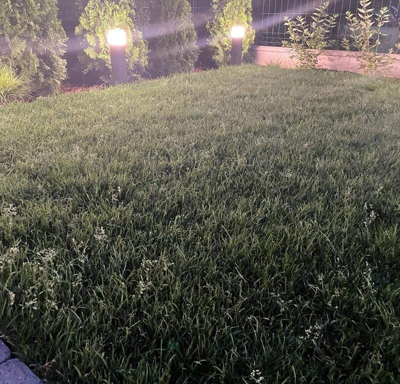 Rozłożona trawa w rolce premium która ma już tydzień czasu i nie była koszona, zdjęcie ukazuje pąki trawy.