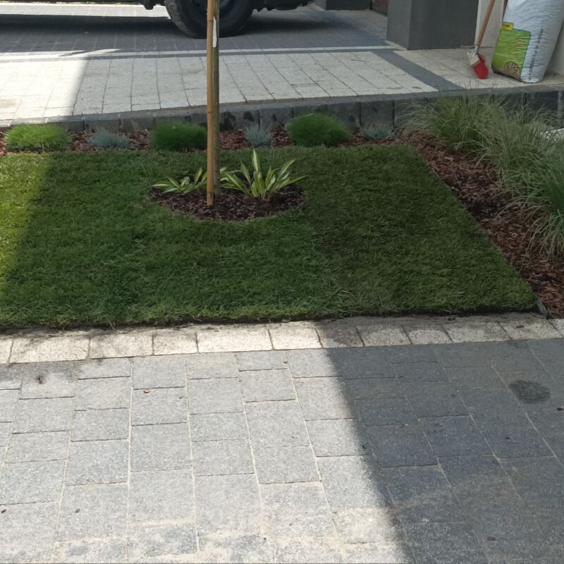 rabata wykonana z trawy z rolki premium, miedzy chodnikiem a podjazdem do domu na środku którego rośnie niewielkie drzewko.