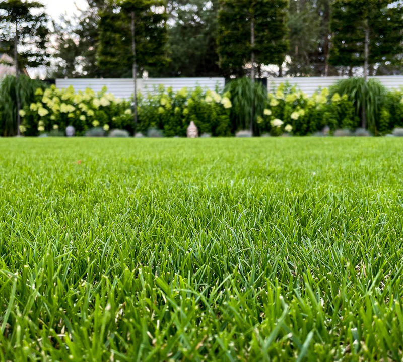 Zdjęcie przedstawia wymarzony trawnik, zielony, piękny, w oddali widać rabaty kwiatowe.
