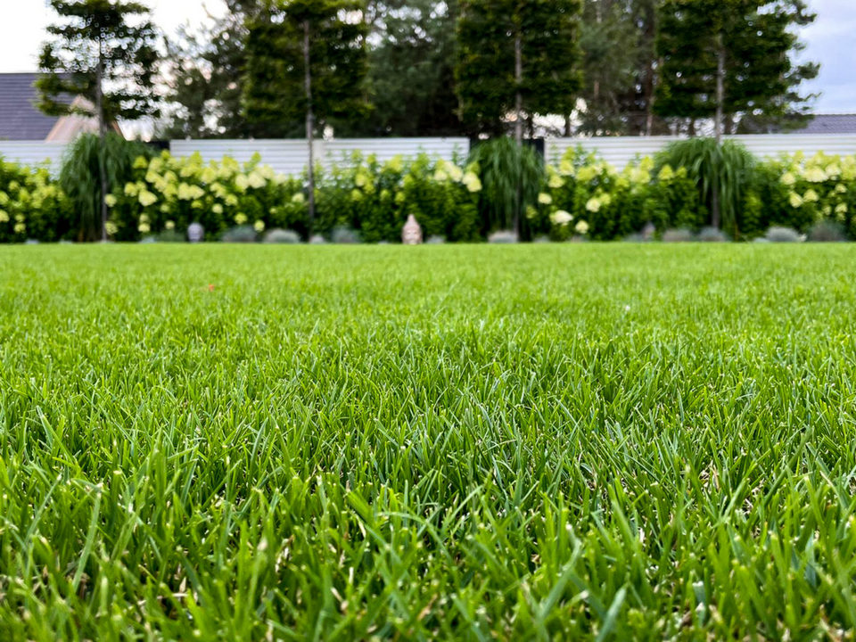 Zdjęcie przedstawia wymarzony trawnik, zielony, piękny, w oddali widać rabaty kwiatowe.